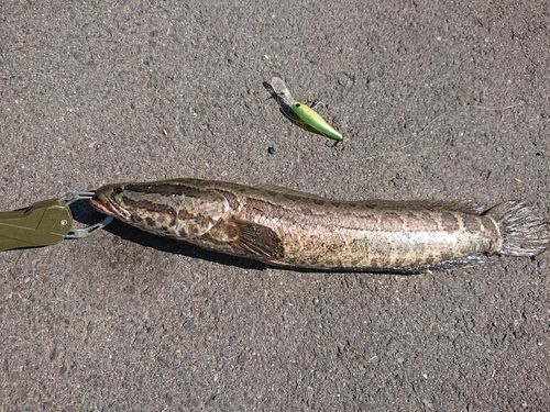 ライギョの釣果