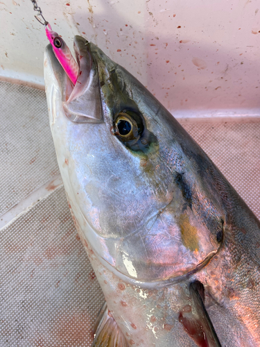 ハマチの釣果