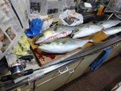 ハマチの釣果