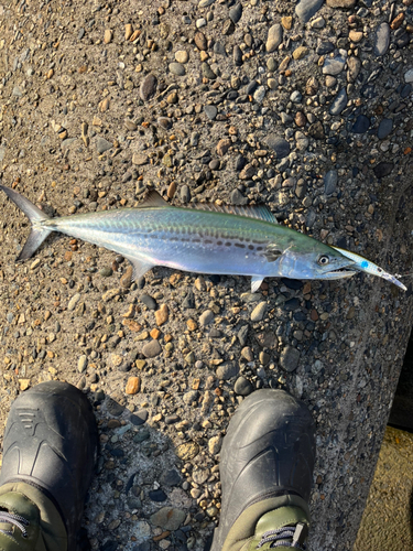 サワラの釣果