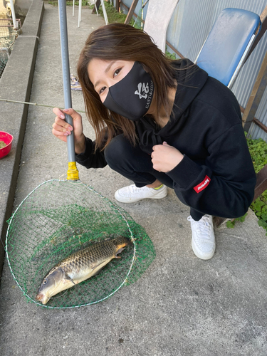 コイの釣果