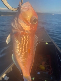 アマダイの釣果