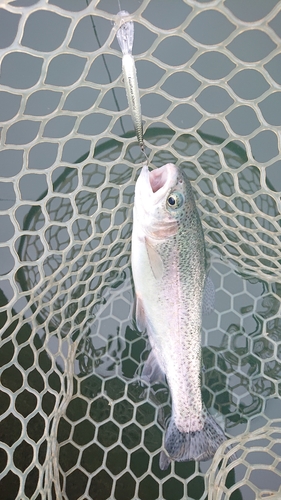 ニジマスの釣果