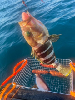 アオハタの釣果