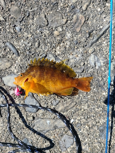 オキゴンベの釣果