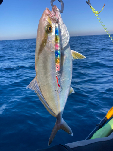 ショゴの釣果