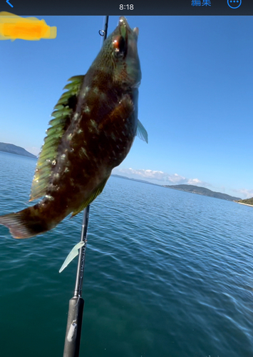 ベラの釣果