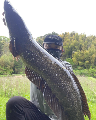 ライギョの釣果