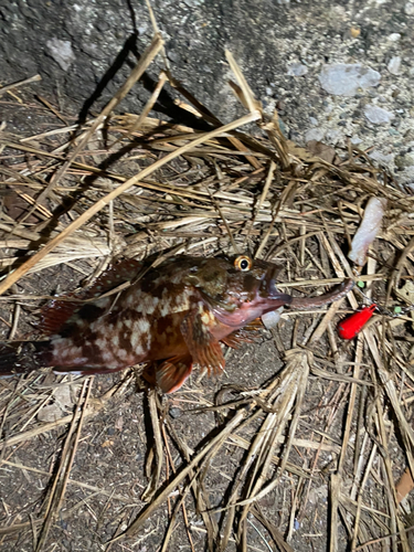 カサゴの釣果