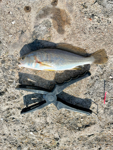 イシモチの釣果