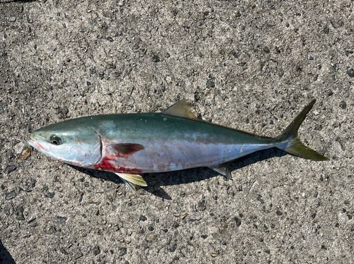 メジロの釣果