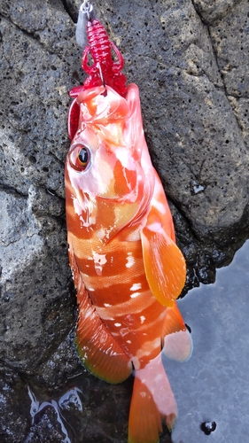 アカハタの釣果