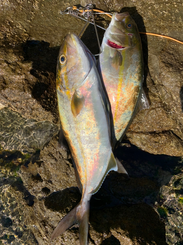 ショゴの釣果