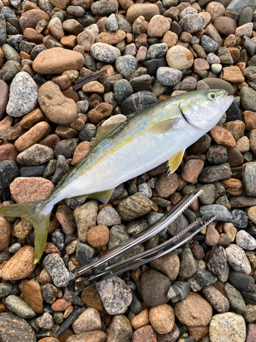 ツバイソの釣果