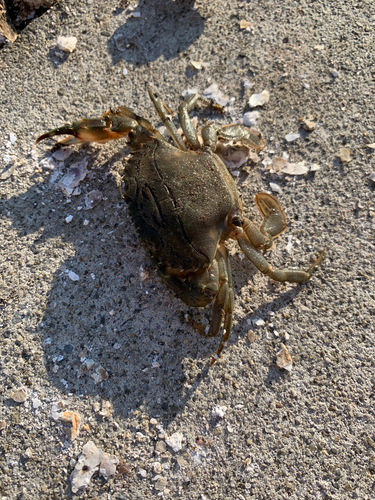 カニの釣果