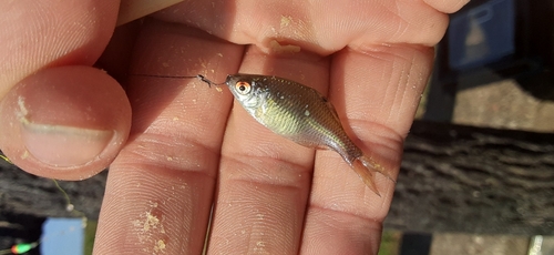 タイリクバラタナゴの釣果