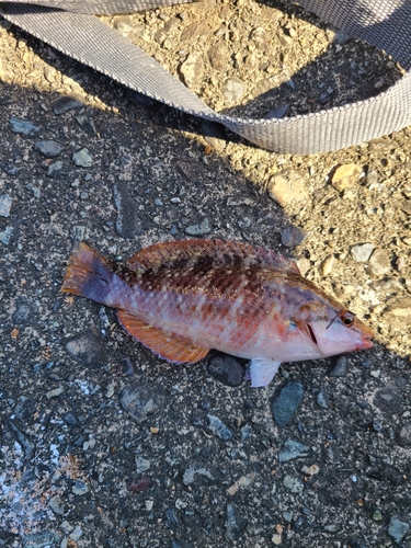 アカササノハベラの釣果