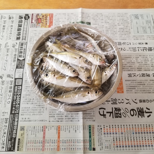 アジの釣果