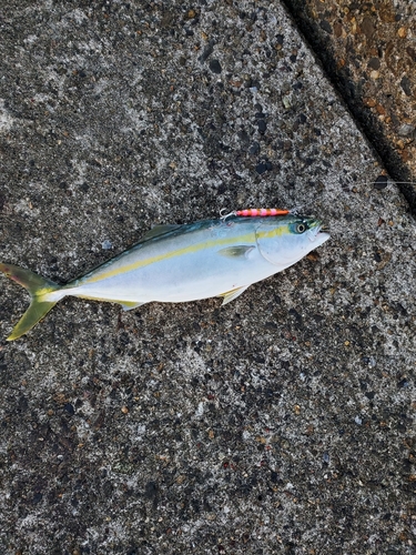 イナダの釣果