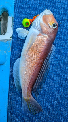 アマダイの釣果