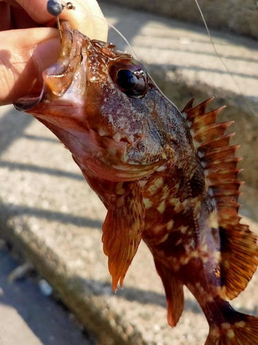 ガシラの釣果