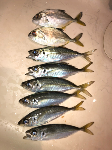 アジの釣果