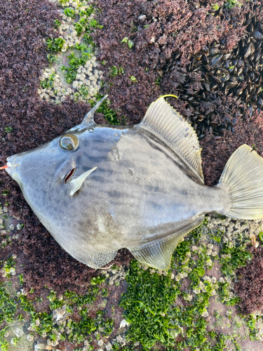 カワハギの釣果