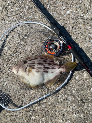 カワハギの釣果