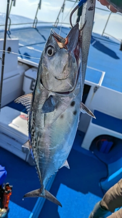 スマガツオの釣果