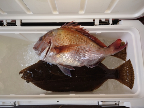 マダイの釣果