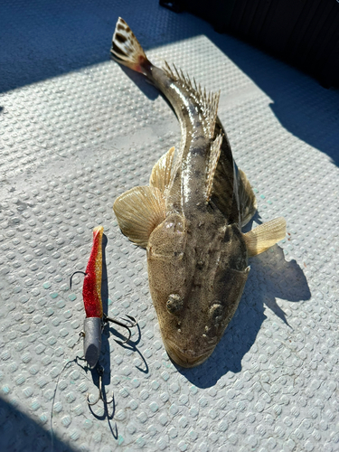 マゴチの釣果