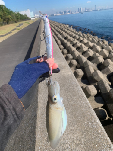 コウイカの釣果