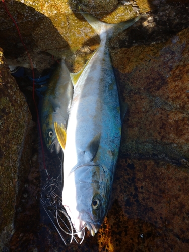 ヒラマサの釣果