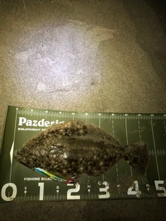 ヒラメの釣果