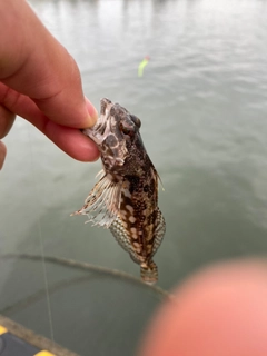 アナハゼの釣果