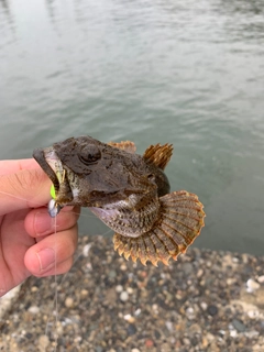 カジカの釣果