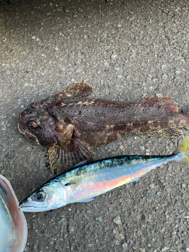 サバの釣果