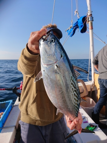 スマガツオの釣果