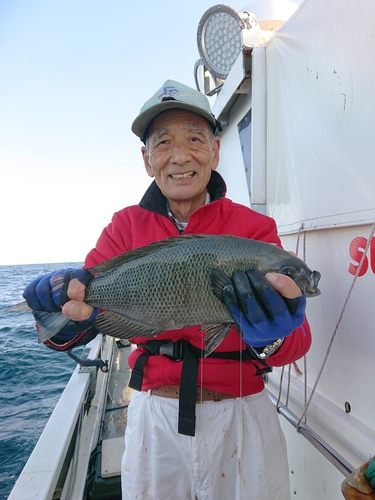 オナガグレの釣果