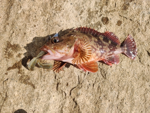 アラカブの釣果