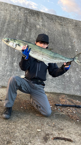 サワラの釣果