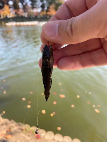 ヌマチチブの釣果