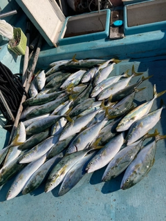 ヤズの釣果