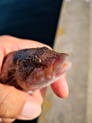 アイナメの釣果