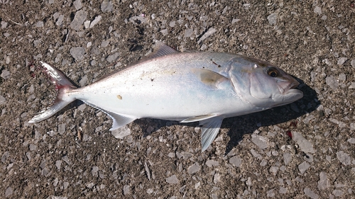 カンパチの釣果