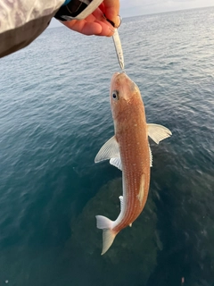 エソの釣果