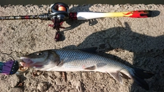 ニゴイの釣果
