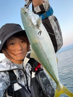 イナダの釣果