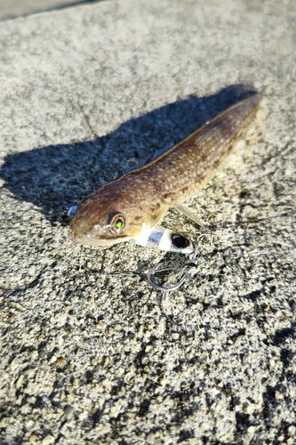 エソの釣果