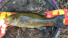 スモールマウスバスの釣果